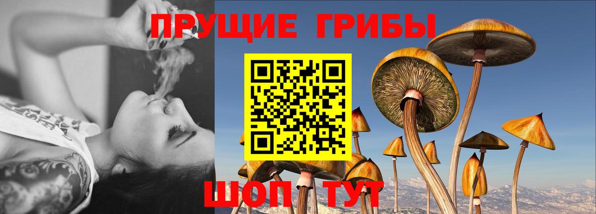 Галлюциногенные грибы Psilocybe  что такое   Елизово  Вход с VPN 